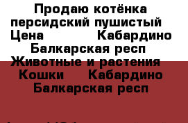 Продаю котёнка персидский пушистый › Цена ­ 6 000 - Кабардино-Балкарская респ. Животные и растения » Кошки   . Кабардино-Балкарская респ.